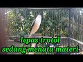 Cendet Lepas Trotol Isian Lovebird Pancingan Cendet Macet Bunyi Mp3 - Mp4 Download