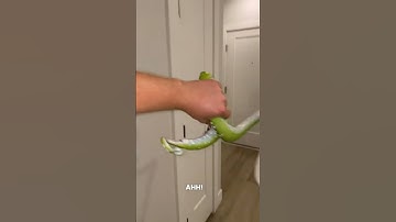 Green Bean  testing my blood sugar levels #gtp #aru #biak #greentreepython #python #pythons #snake