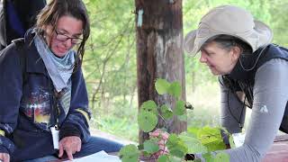 Pennsylvania’s Forest Stewards Volunteers