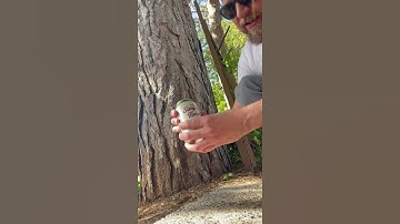 Trader Joe’s Simpler Times Lager review.