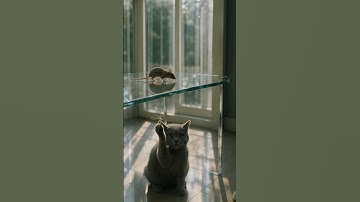 💎The Reflection Trap 反射の罠 #catvsmouse #funnycats  #shorts