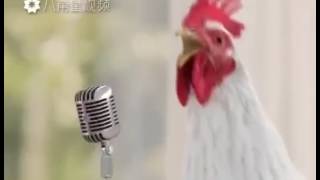 Des poules qui chante