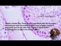 Secondary spermatocytes correction