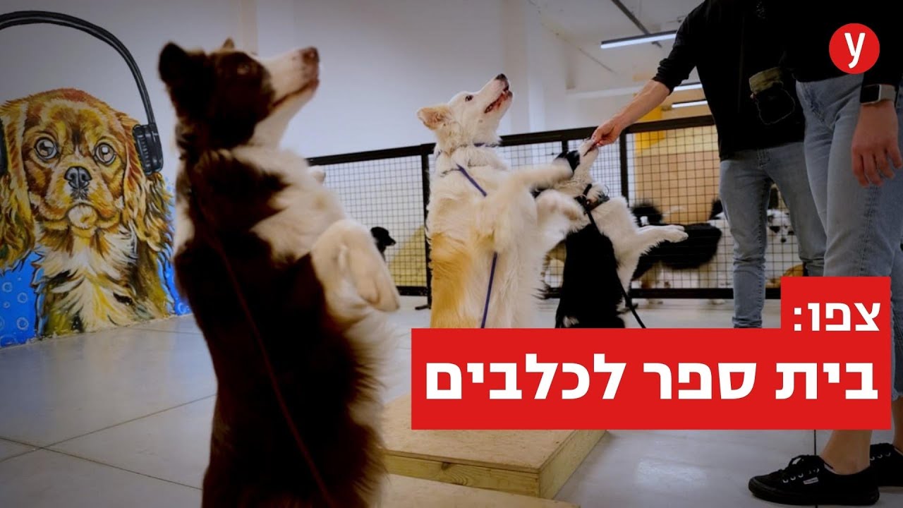 ברוכים הבאים לבית הספר לכלבים