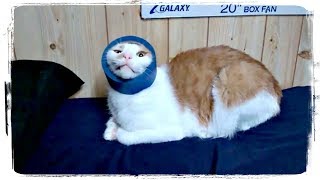 ПРИКОЛЫ С ЖИВОТНЫМИ подборка | FUN WITH ANIMALS compilation #517 ПРИКОЛЫ С ЖИВОТНЫМИ подборка | FUN WITH ANIMALS compilation #517