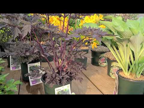 Video: Cimicifuga plant, or black cohosh racemose: mô tả, ảnh, trồng trọt, ứng dụng