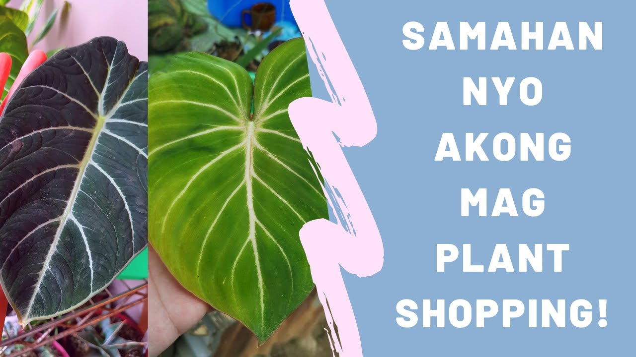 Plant Shopping in Silang Cavite + mini plant haul YouTube