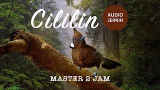 MASTER SANGAT BAGUS SUARA  BURUNG CILILIN,  AUDIO JERNIH   Nonstop 2 JAM