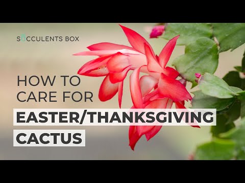 How to Care for Easter/ Thanksgiving/ Christmas Cactus - All Care Tips