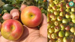 Ball sundari apple ber successful farming in india contact: 9091394953