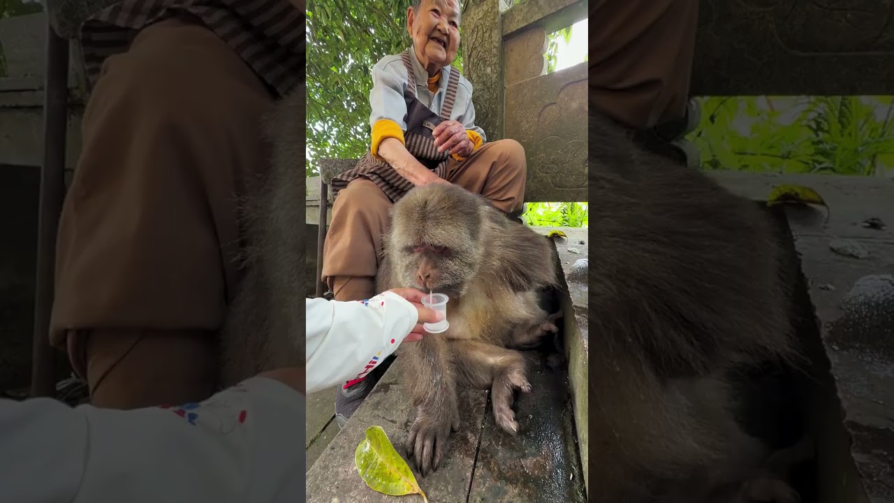 Get Well Soon. #Cute #Monkey #Xingxing #Nature