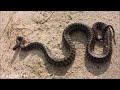 [2023] Узорчатый полоз / Steppe rat snake