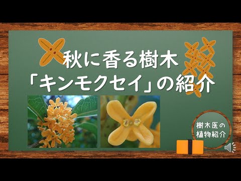 秋に香る樹木【キンモクセイ】の紹介　#植物 #gardening #樹木医