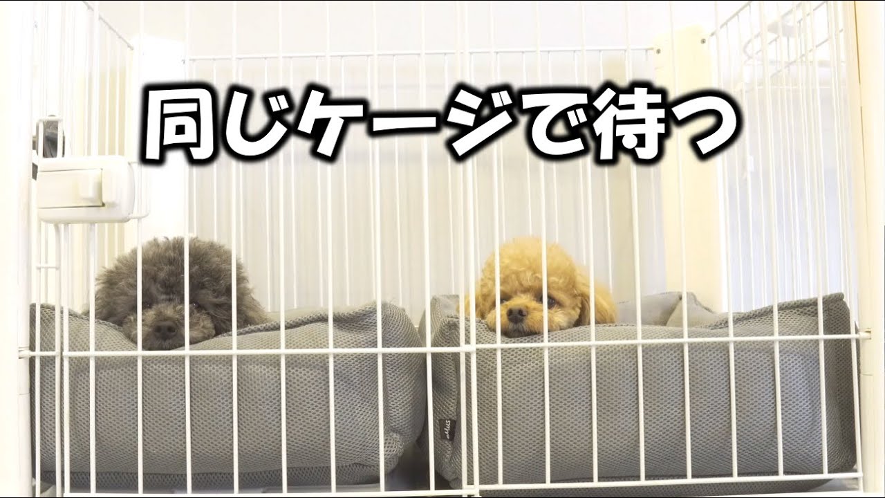 Yuuichi様専用 犬ケージ*2 【公式通販】