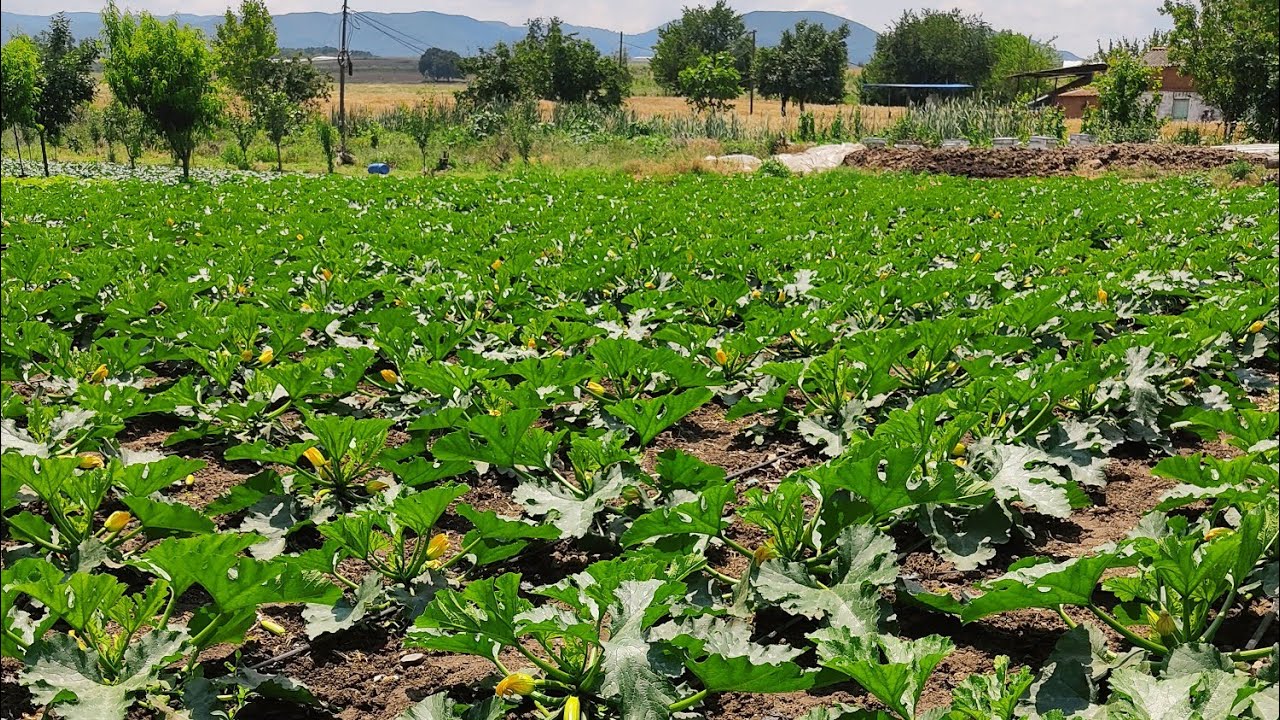 Kabak Hasadı (Gübre Maliyeti 2 Kg Kabak)