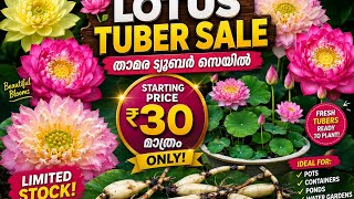 Match Highlights Lotus tuber sale ₹30 starting 💥🥰#fidhoozgarden #kerala