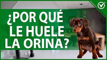 ¿Por qué mi perro huele mi pis?