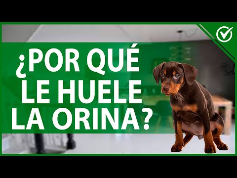 Video: Cómo hacer una puerta de perro a prueba de ladrón