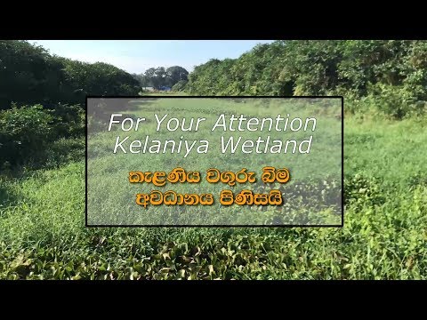 කැළණිය වගුරු බිම / kelaniya wetland