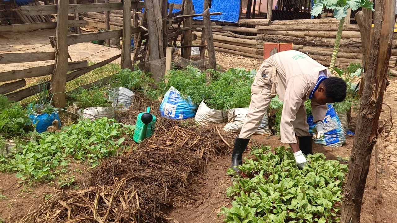 URBAN FARMING AT Busesa Demonstration Farm