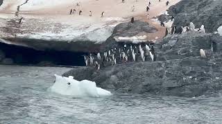 Voyage En Antarctique - Plongeon Groupé De Pingouins Adélie
