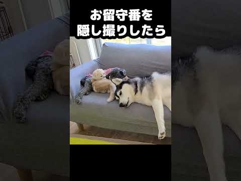 猫と犬のお留守番を隠し撮りしたら可愛すぎた...#猫 #犬
