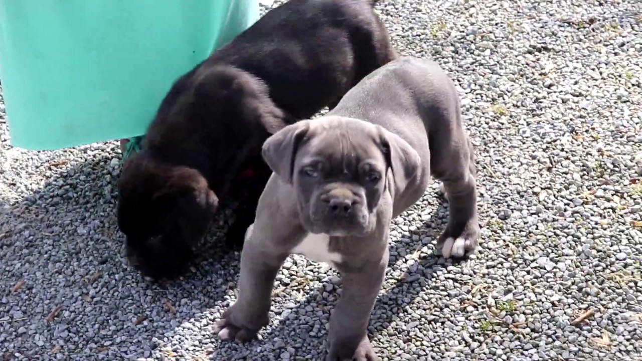 Cane Corso Puppies for Sale YouTube