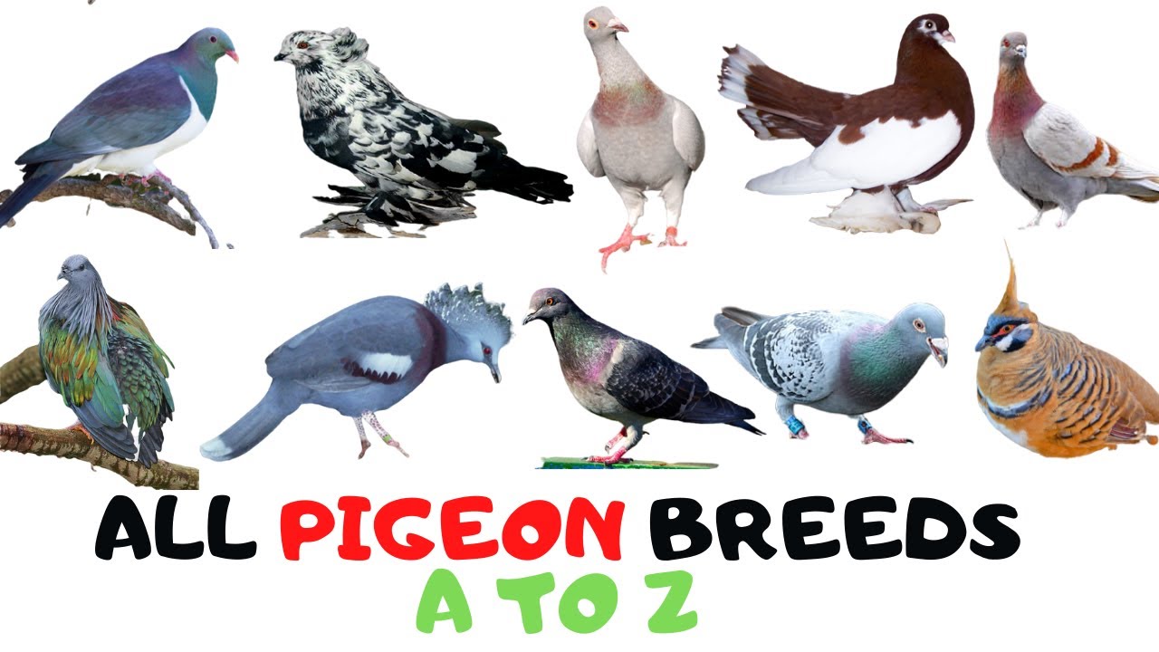 Pigeon Shield Size Chart