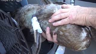 Amazing duck rescue.    the happiness heroes