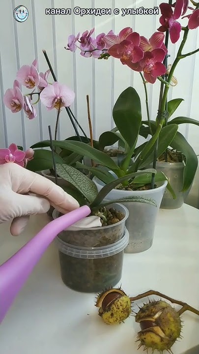АКТАРА обработка от мучнистого червеца, трипса, щитовки # ...