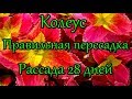 🌺#Колеус. Правильная пересадка. Рассада 28 дней.