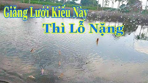 Giăng Lưới Bắt Cá Và Cái Kết Lỗ Nặng # fish net @cuocsongmientayvlog5346