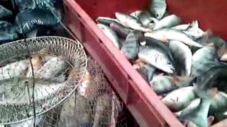 Видео Сальские любители рыбалки (автор: Евгений Балакин)