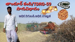 కంది సాగు విధానం TDRG-59/తాండూరు కంది/Redgram..మీ గోపాల్ రెడ్డి