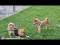 Shiba Inu Puppies react to the 1st time seeing grass!