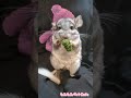 チンチラにパセリをあげたら可愛すぎた［チンチラ癒し動画］
