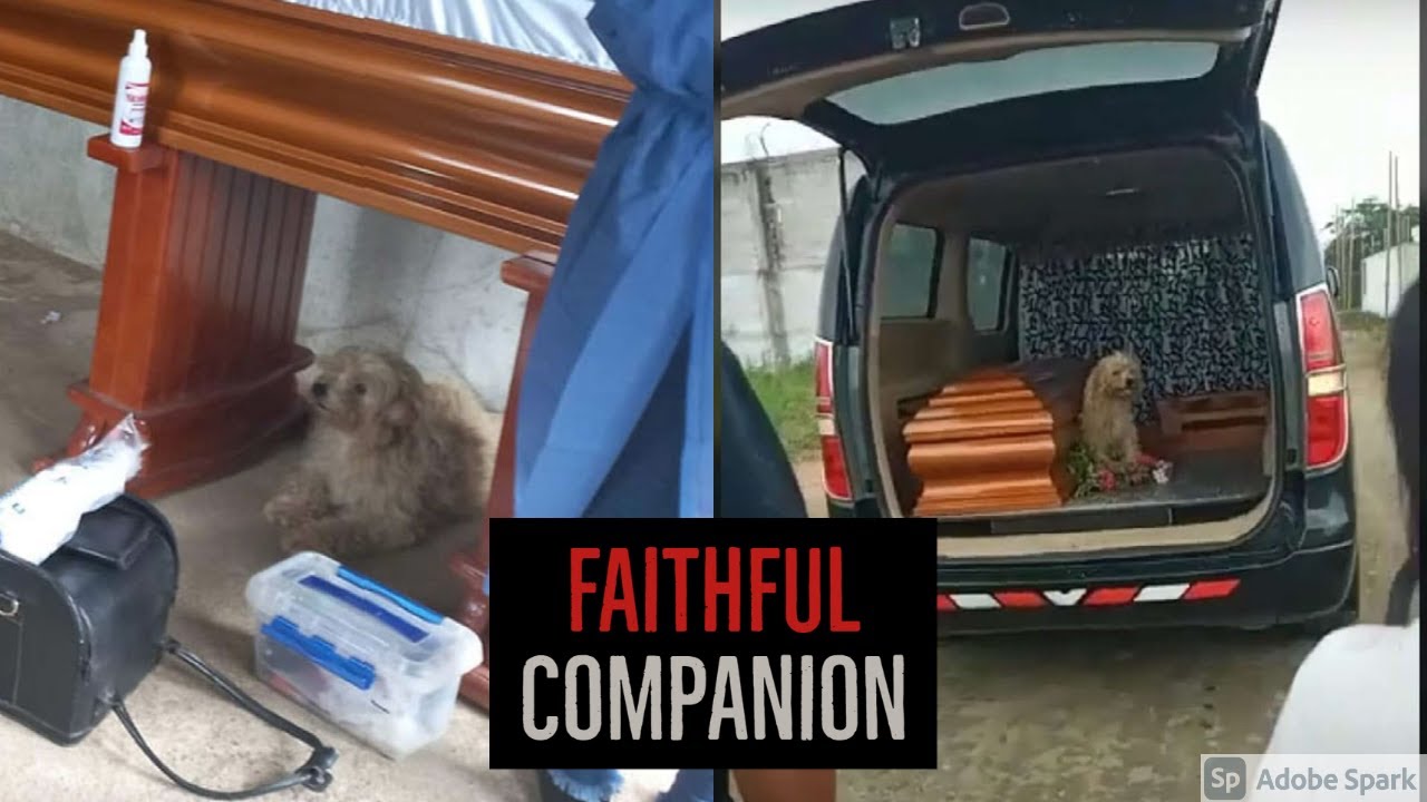 Faithful Dog Insists On Staying By His Owner’s Side As She's Laid To ...