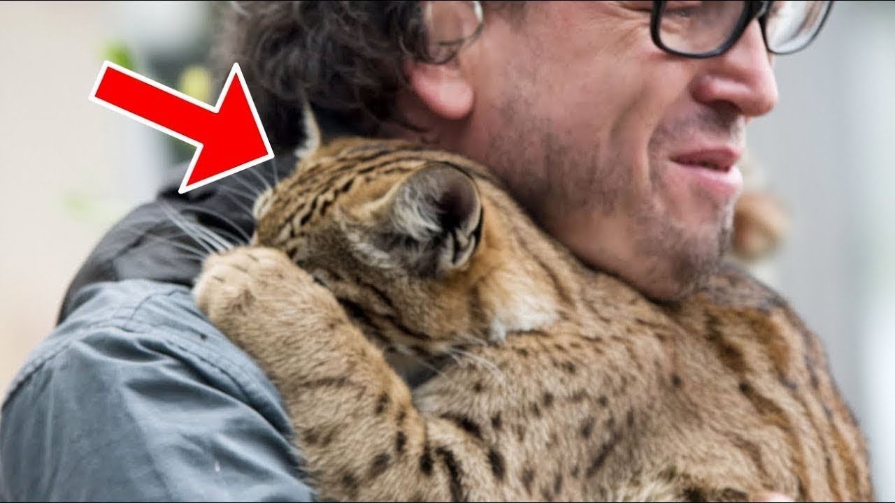 Эту рысь собирались усыпить, пока один пожилой мужчина не сделал этого!