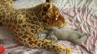 LOLI found his tiger mother - Baby Cat - CUTE KITTEN 🐈‍⬛ 😺 FUNNY CATS VIDEOS by AnimalKing 5 views 2 years ago 1 minute, 12 seconds