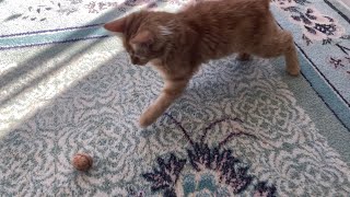 Do cats eat walnuts? by Youtuber Cats 1,278 views 1 year ago 47 seconds