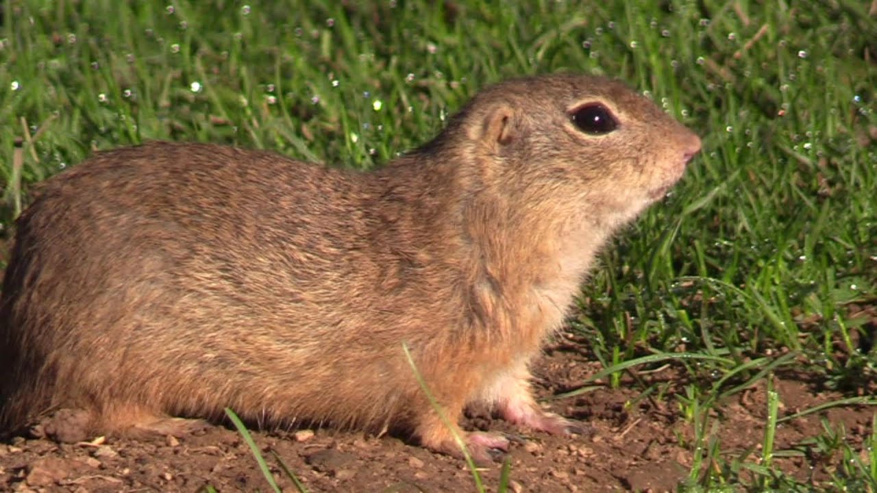 EUROPEAN GROUND SQUIRREL