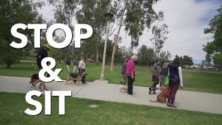 How Do I Get My Dog To Walk With Other Dogs? THE EPIC DOG PROS BOX GAME