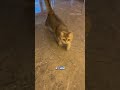 The Kitten That Can’t Brake 😭😭