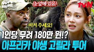 인당 무려 180만 원; 안현모까지 겁에 질리게 만든 〈아프리카 야생 고릴라 트레킹〉🦍 | 현지인브리핑지금우리나라는