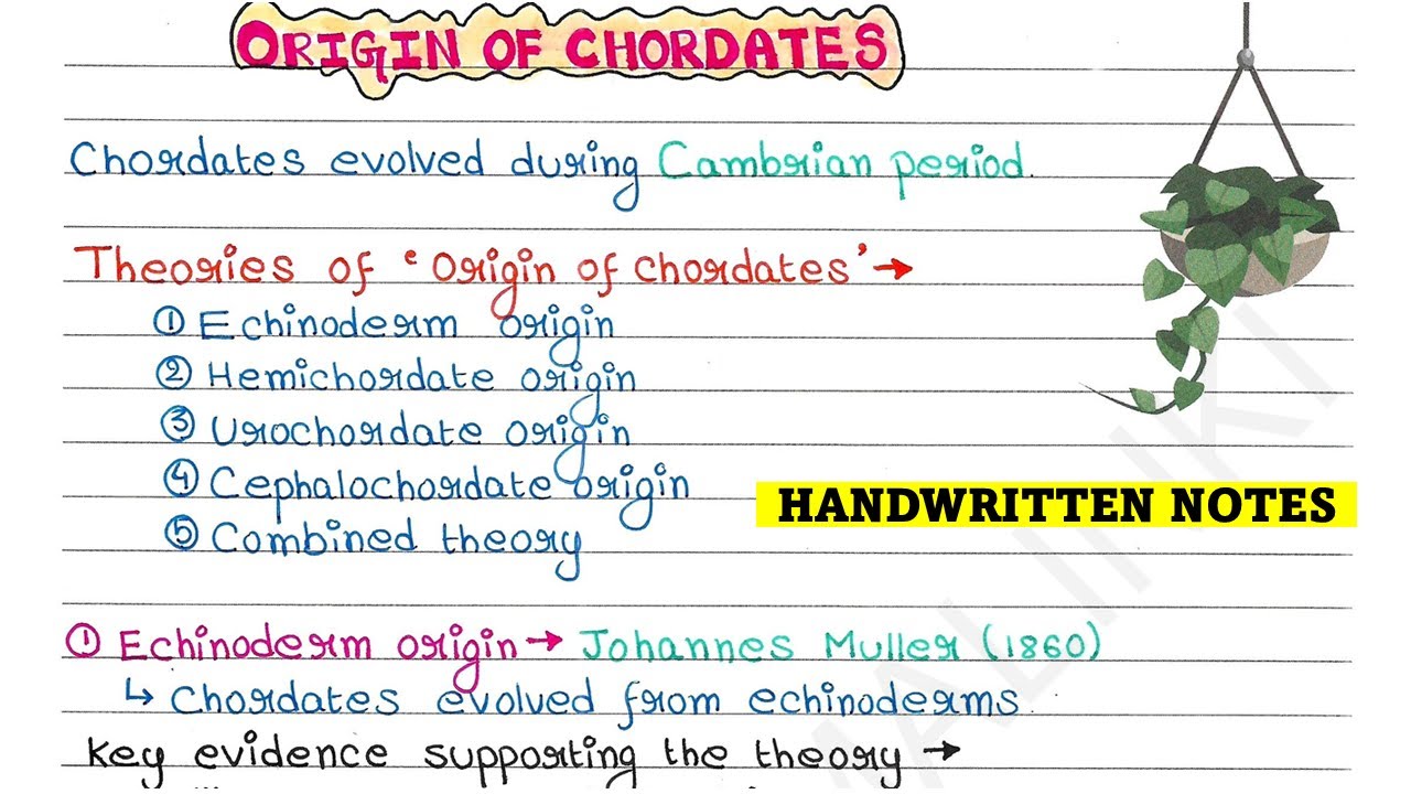 Происхождение хордовых | Теории