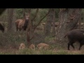 Wildlife Moments, Veluwe Movie