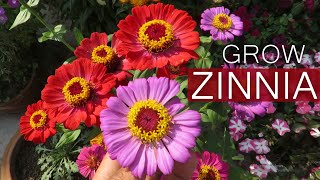 Flor de Zinia Cuidados com a Planta de Zinia Cultivo de Zinias a partir de Semen