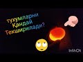 Инкубатордаги тухумларни текшириш. how do I check an egg?