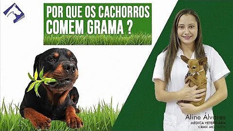 O que fazer quando o cachorro come mato?