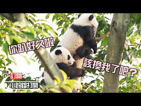 你是不是該下來了？| iPanda熊貓頻道《熊貓早晚安》